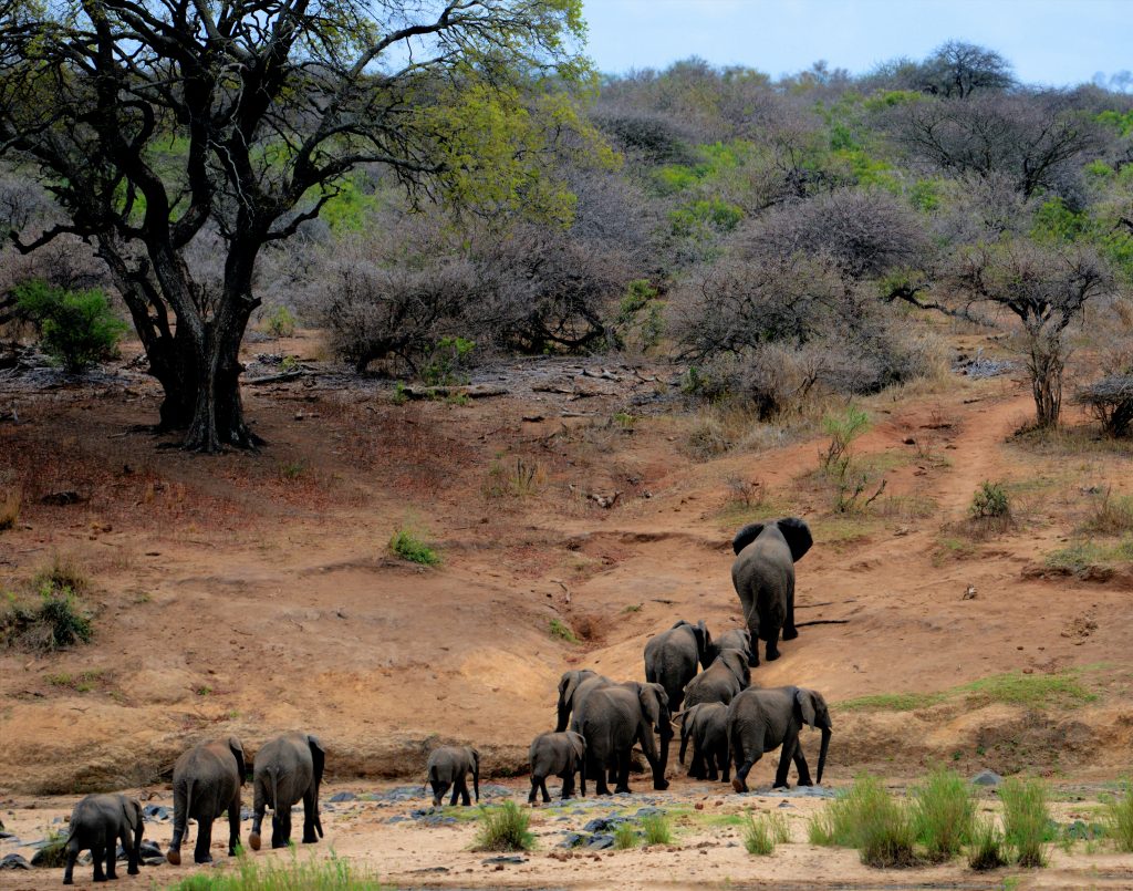 Wildlife Viewing Guide